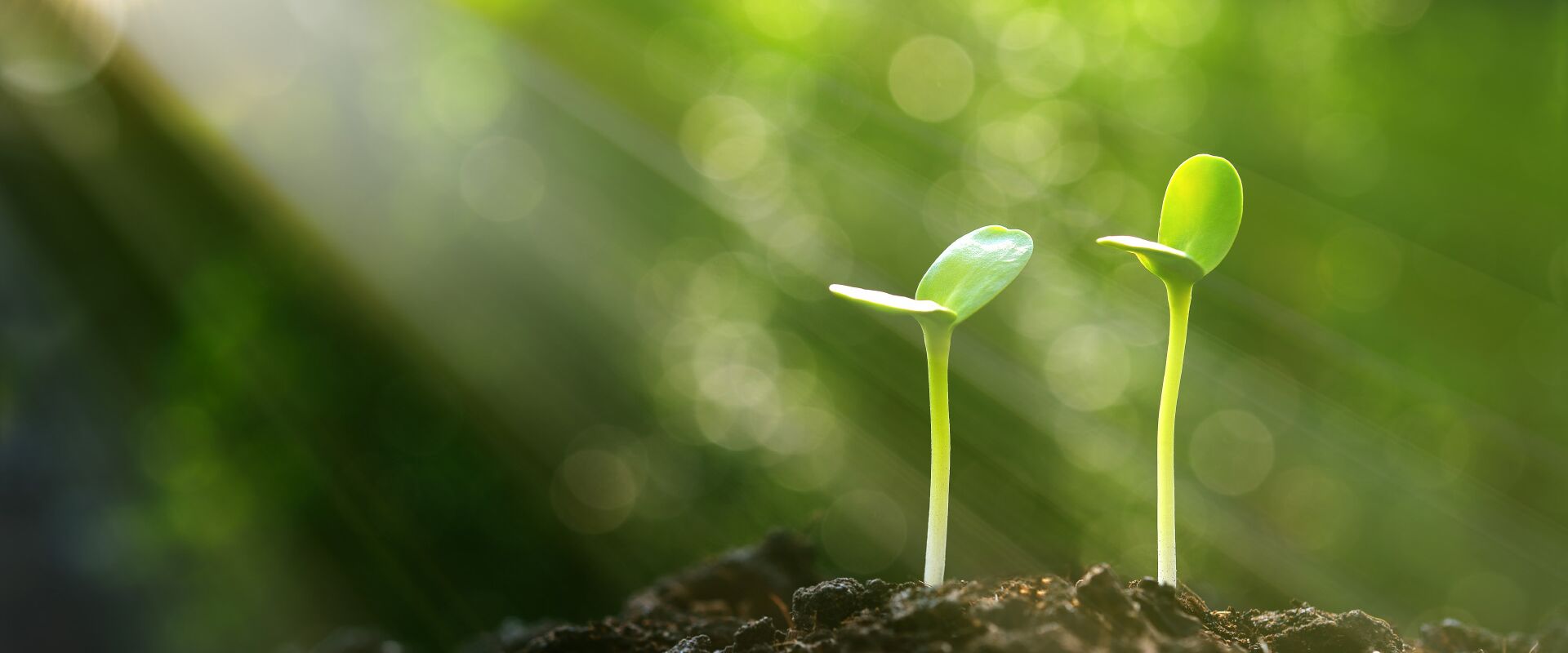 Stimmtherapie, Stimmbildung, Stimmtraining, Stimme, Stimmarbeit, Stimmpädagogik, Meditation mit Stimme Würzburg, Meditation, Hilde Frauendorfer,